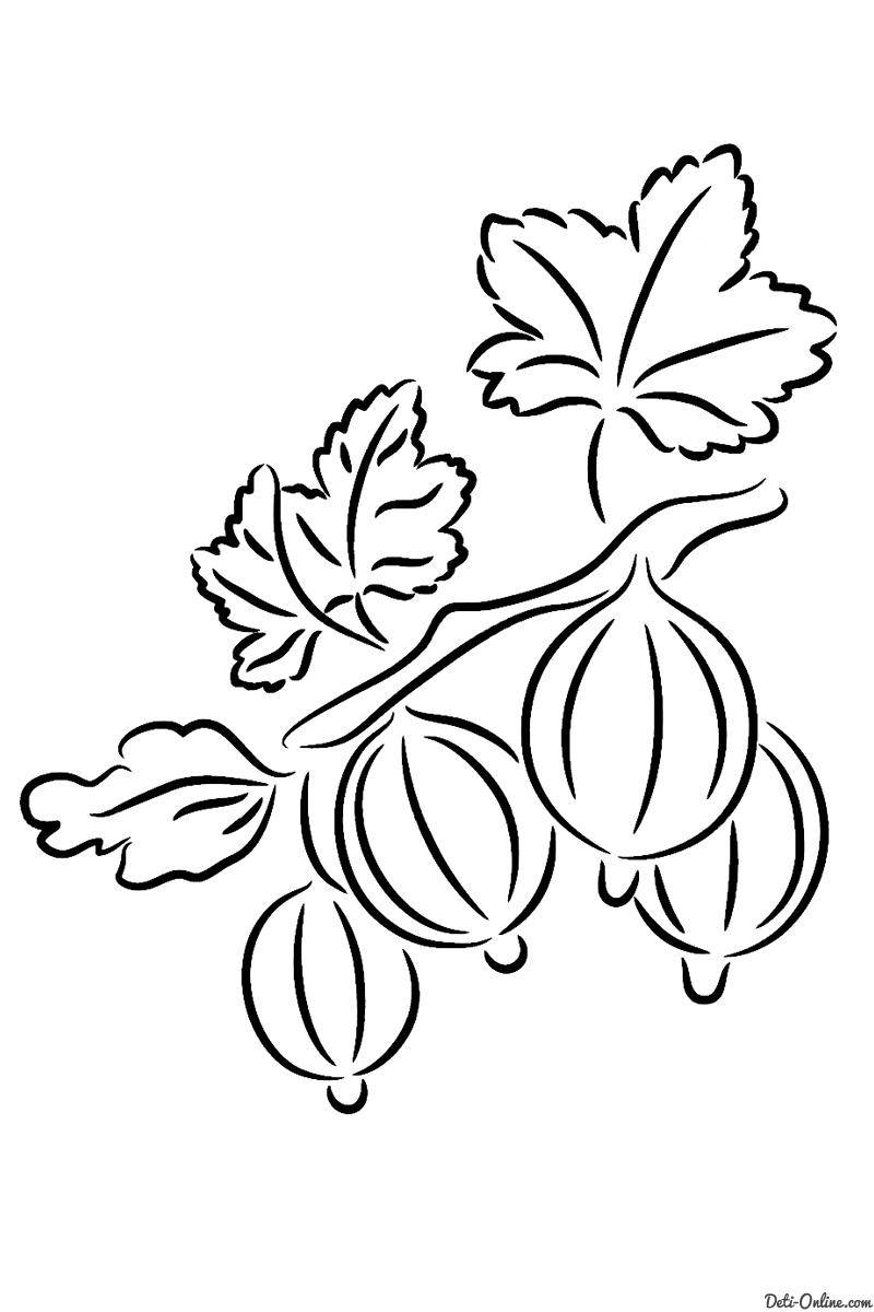 Раскраски ягоды малина вишня арбуз вишня крыжовник  Ягоды крыжовника