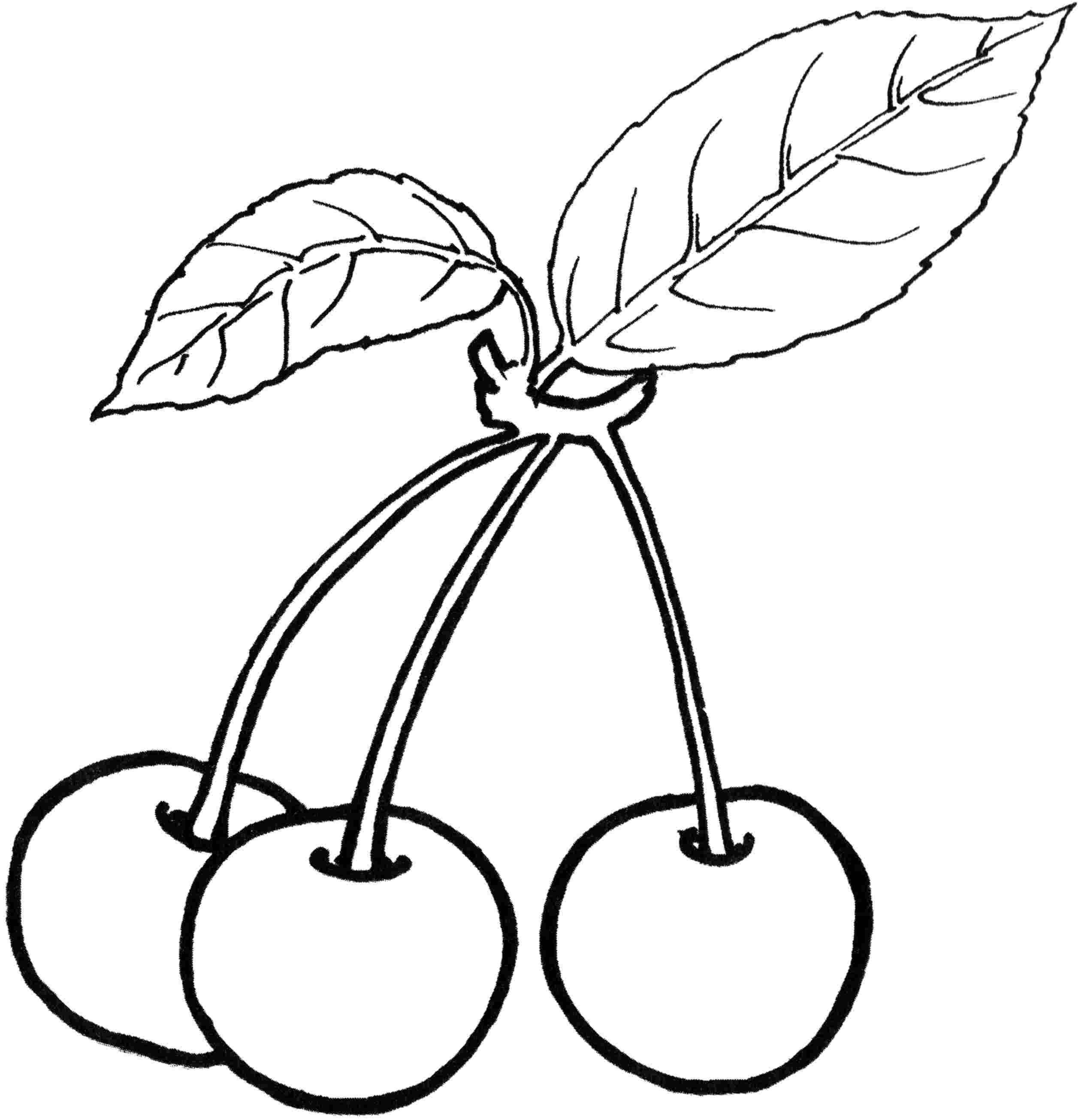 Раскраски ягоды малина вишня арбуз вишня крыжовник  Рисунок черешня