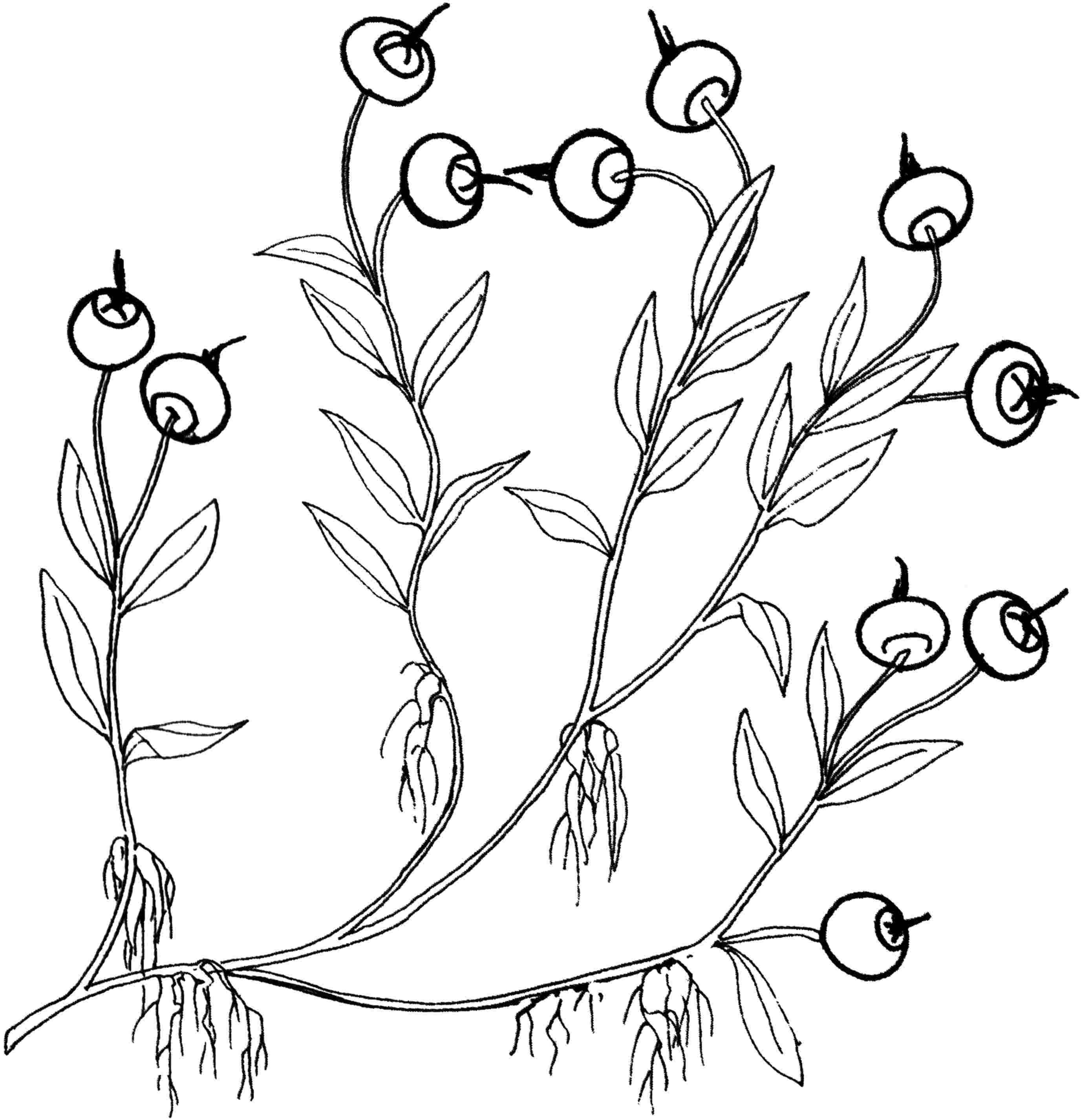 Раскраски ягоды малина вишня арбуз вишня крыжовник  Рисунок голубика