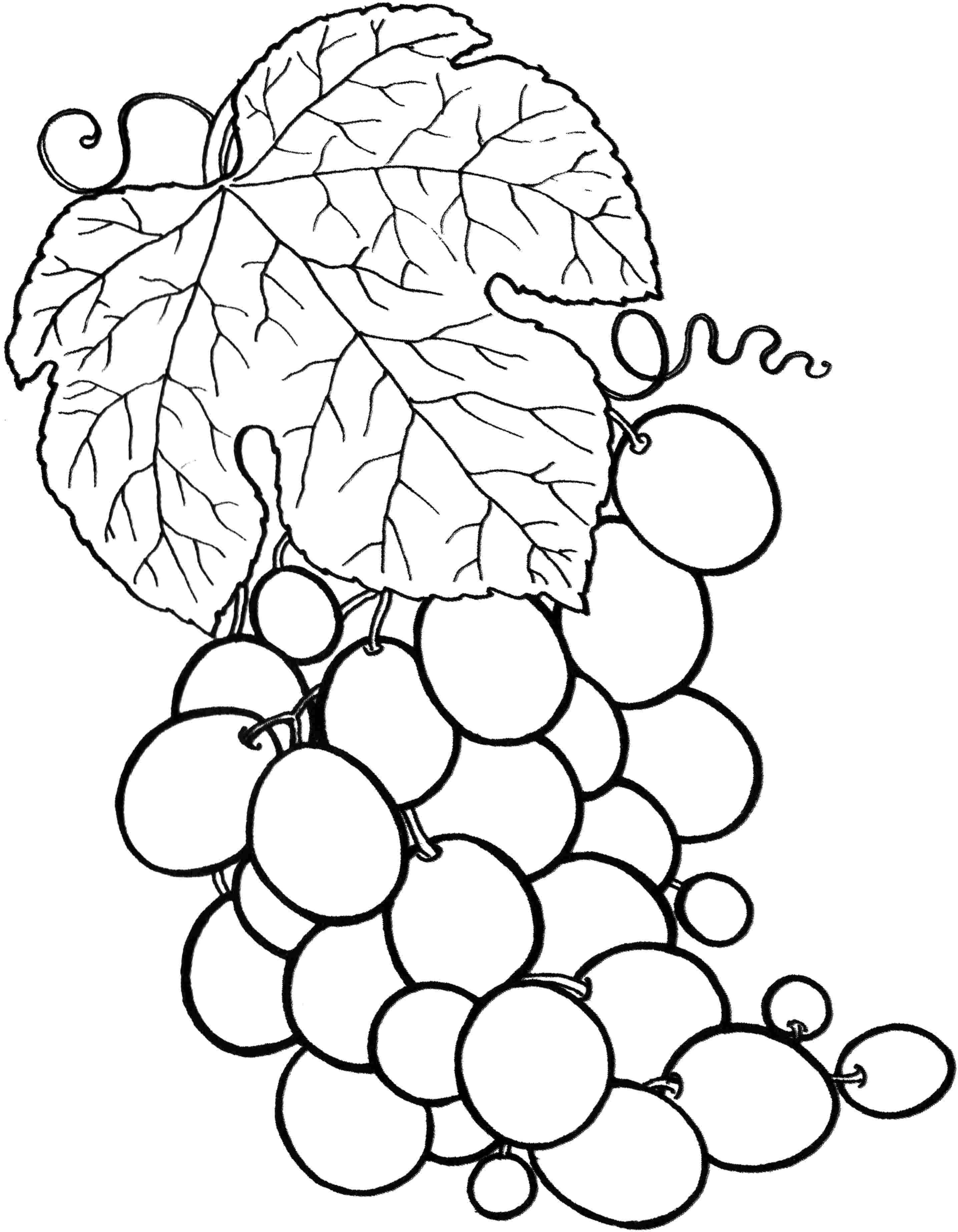 Раскраски ягоды малина вишня арбуз вишня крыжовник  Рисунок винограда