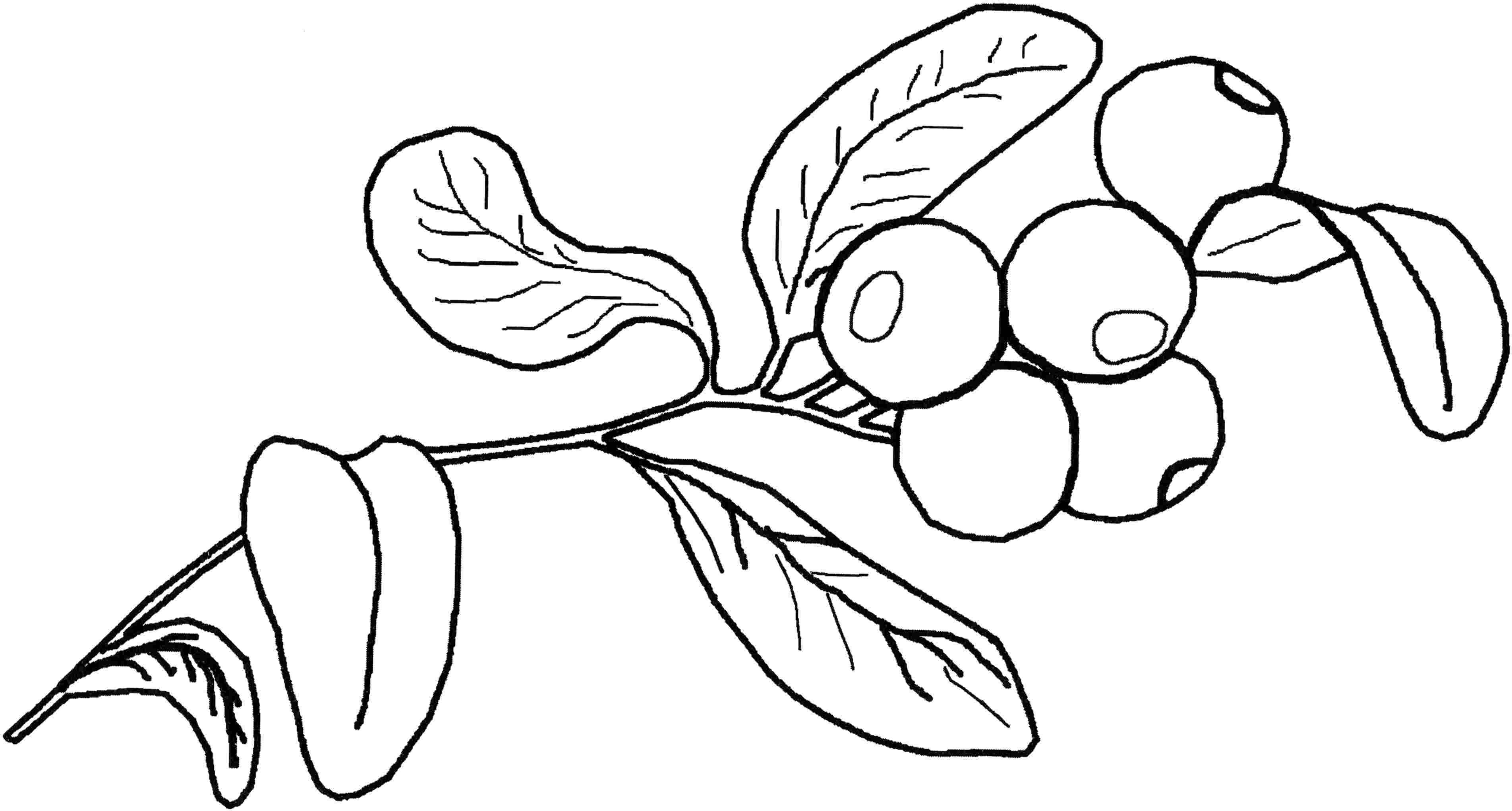 Раскраски ягоды малина вишня арбуз вишня крыжовник  Ягоды черники