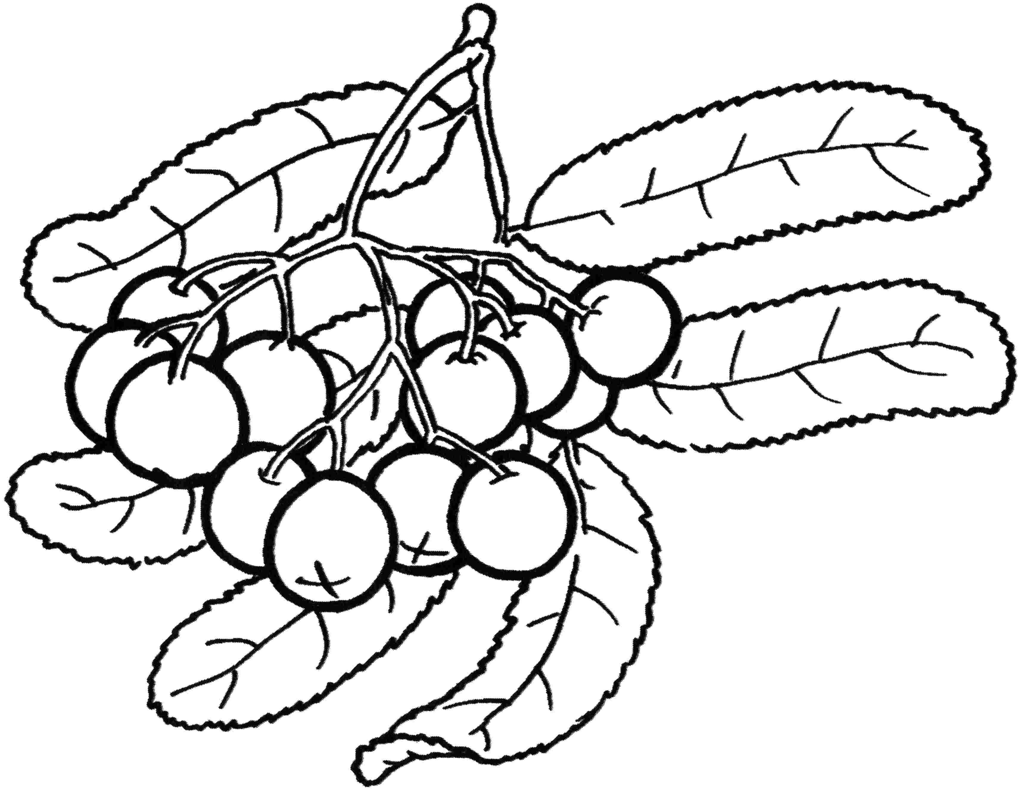 Раскраски ягоды малина вишня арбуз вишня крыжовник  Рисунок черника