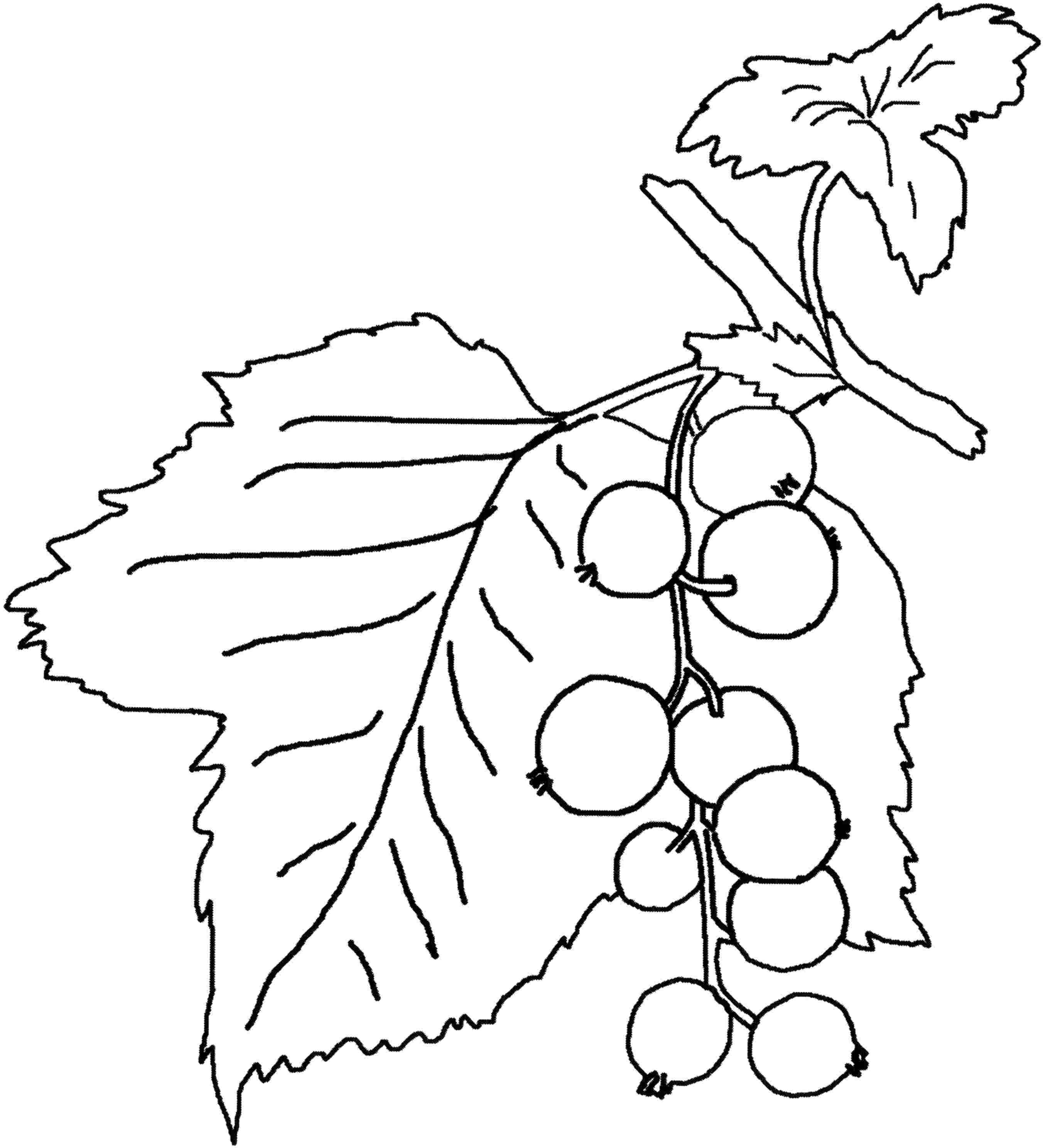 Раскраски ягоды малина вишня арбуз вишня крыжовник  Рисунок клюквы