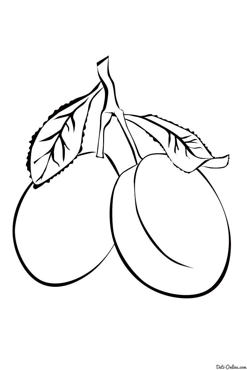Раскраски ягоды малина вишня арбуз вишня крыжовник  Рисунок слива