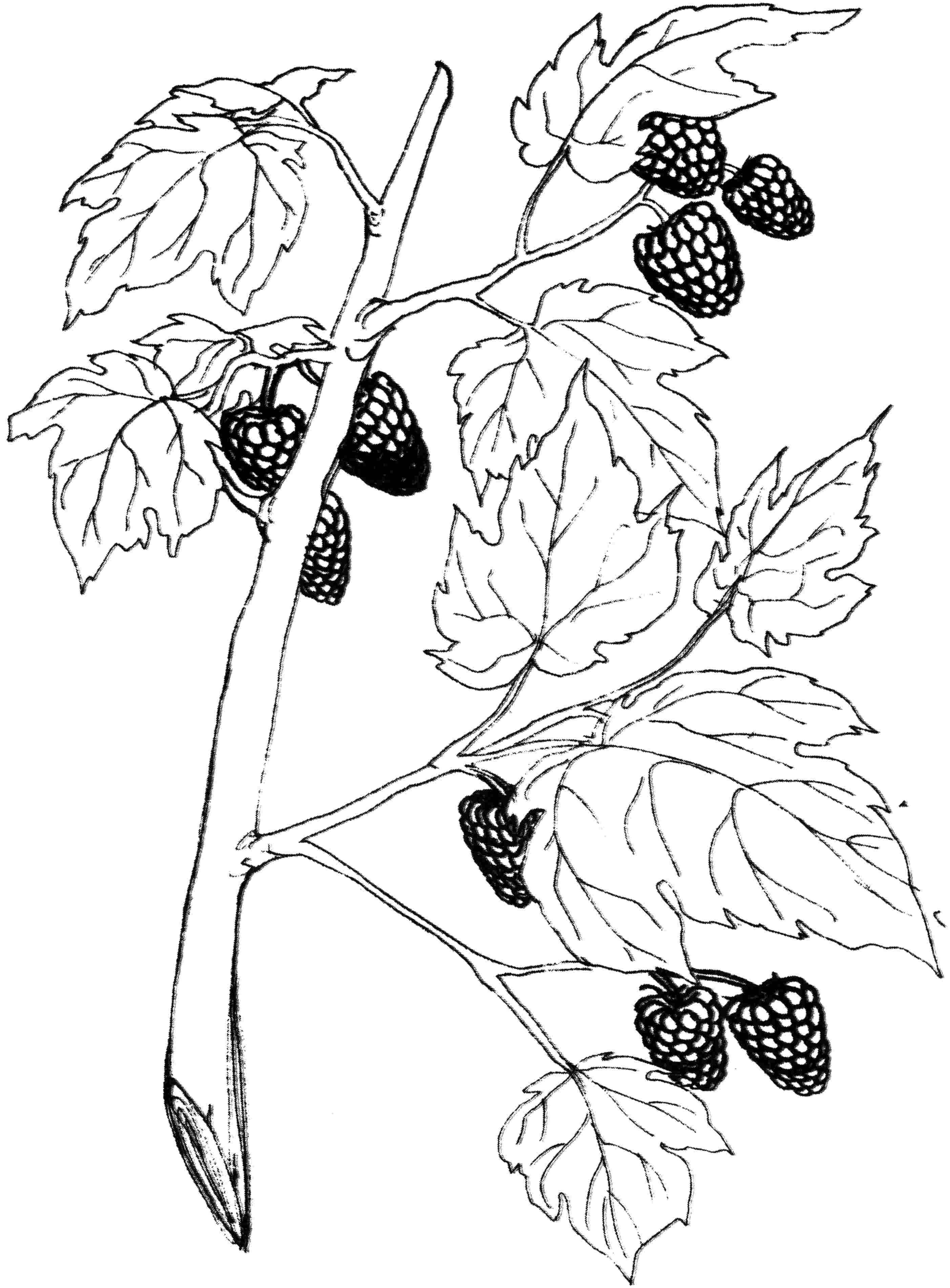 Раскраски ягоды малина вишня арбуз вишня крыжовник  Ветка малины