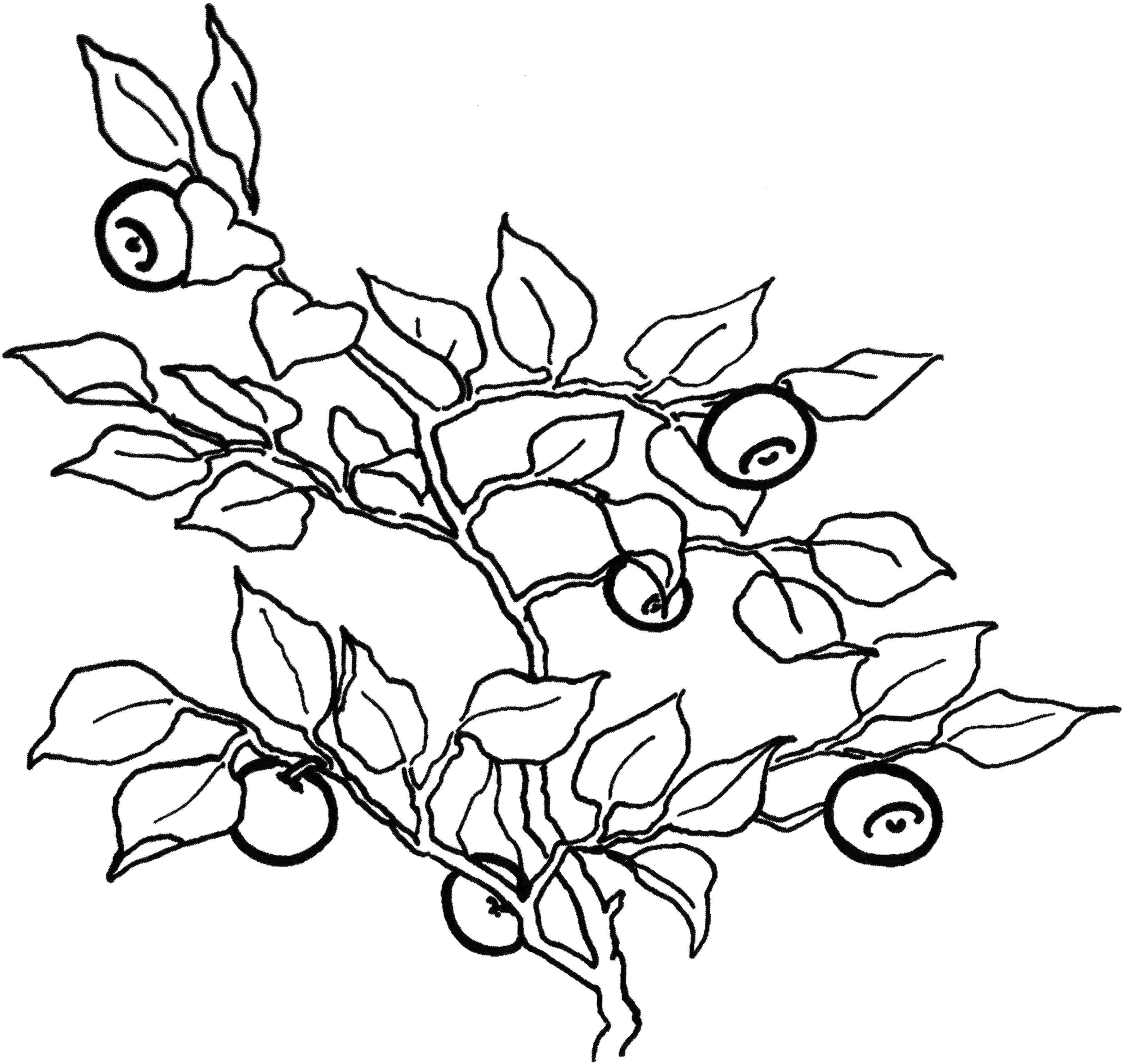 Раскраски ягоды малина вишня арбуз вишня крыжовник  Черника