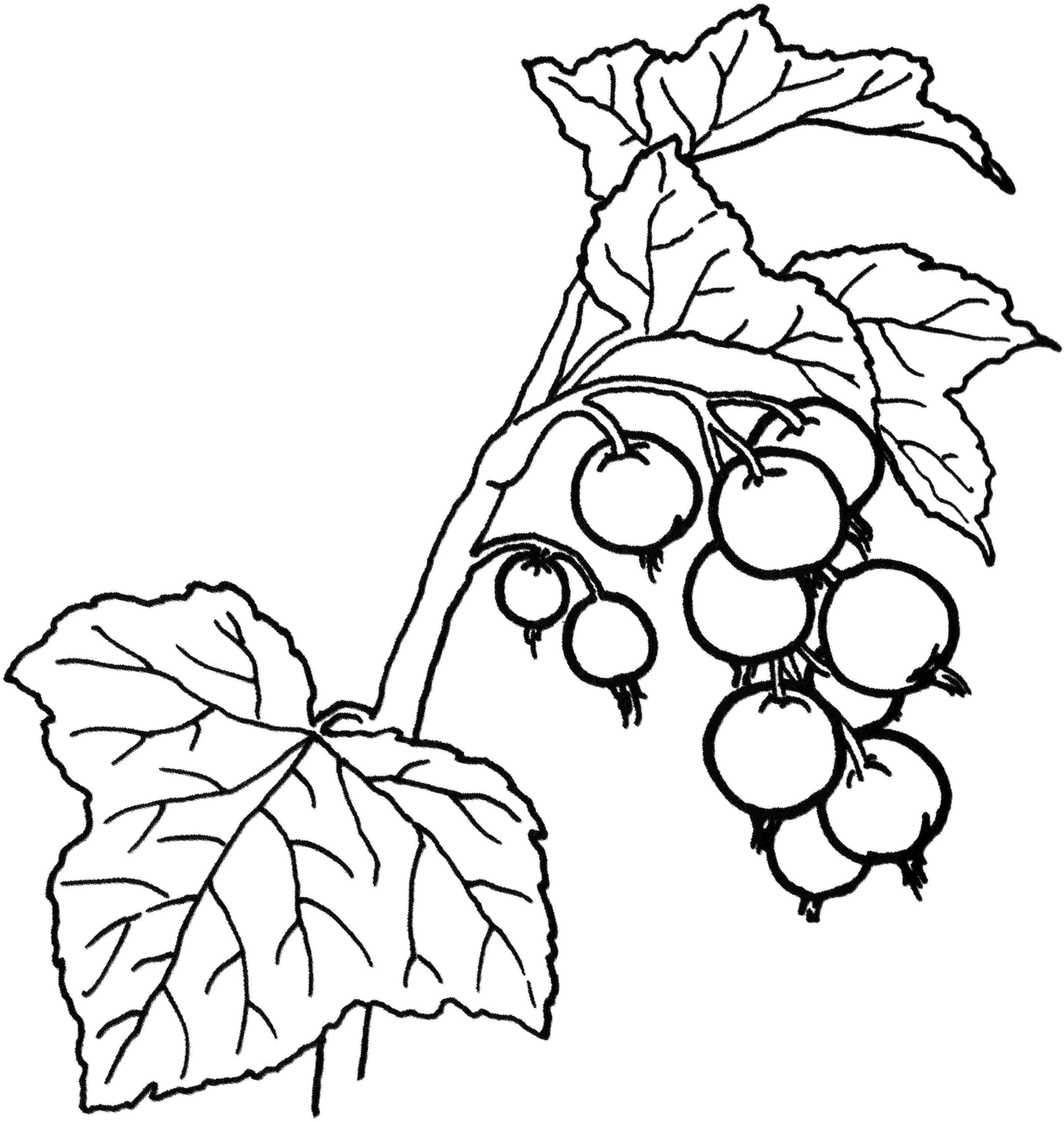 Раскраски ягоды малина вишня арбуз вишня крыжовник  Ветка смородины