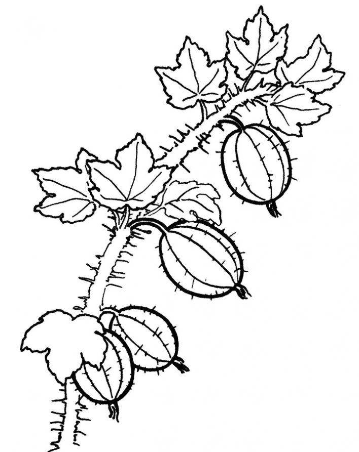 Раскраски ягоды малина вишня арбуз вишня крыжовник  Крыжовник