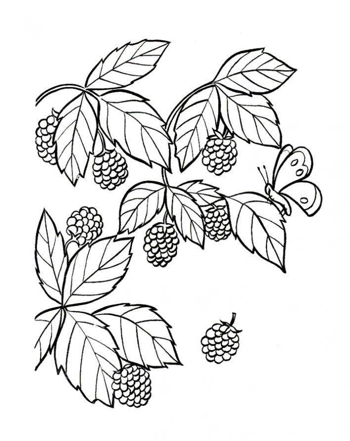 Раскраски ягоды малина вишня арбуз вишня крыжовник  Малина