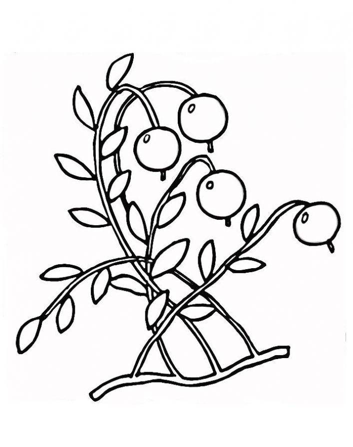 Раскраски ягоды малина вишня арбуз вишня крыжовник  Смородина