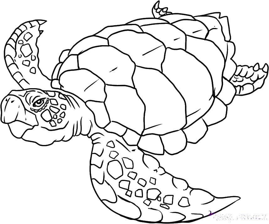 Раскраски Черепаха черепашка  Мудрая черепаха