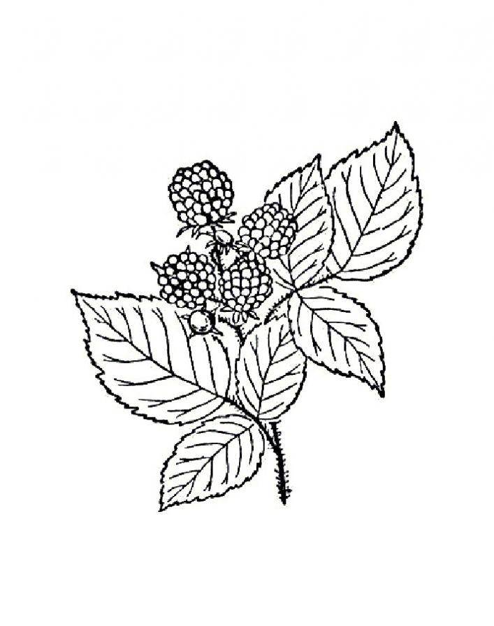 Раскраски ягоды малина вишня арбуз вишня крыжовник  Малина