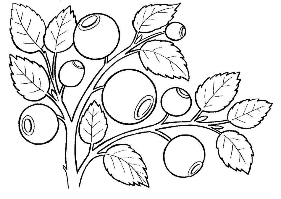 Раскраски ягоды малина вишня арбуз вишня крыжовник  Ягоды лесные