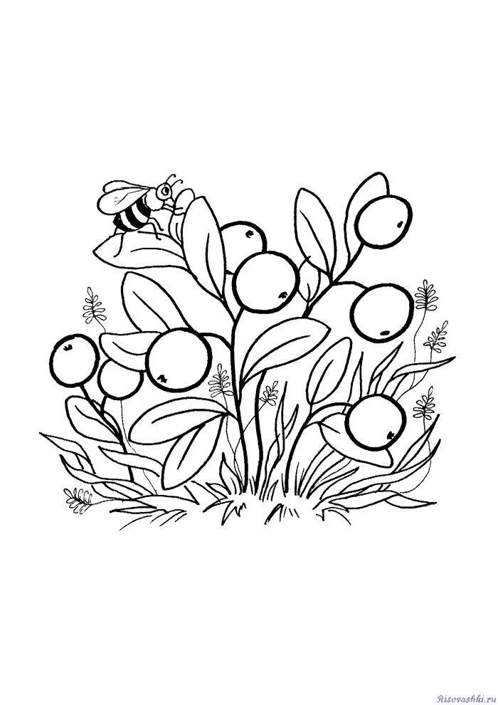 Раскраски ягоды малина вишня арбуз вишня крыжовник  Черника