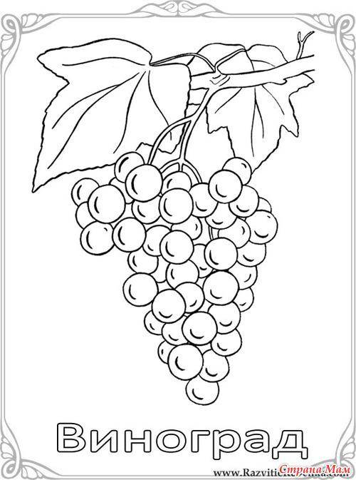 Раскраски ягоды малина вишня арбуз вишня крыжовник  Виноград