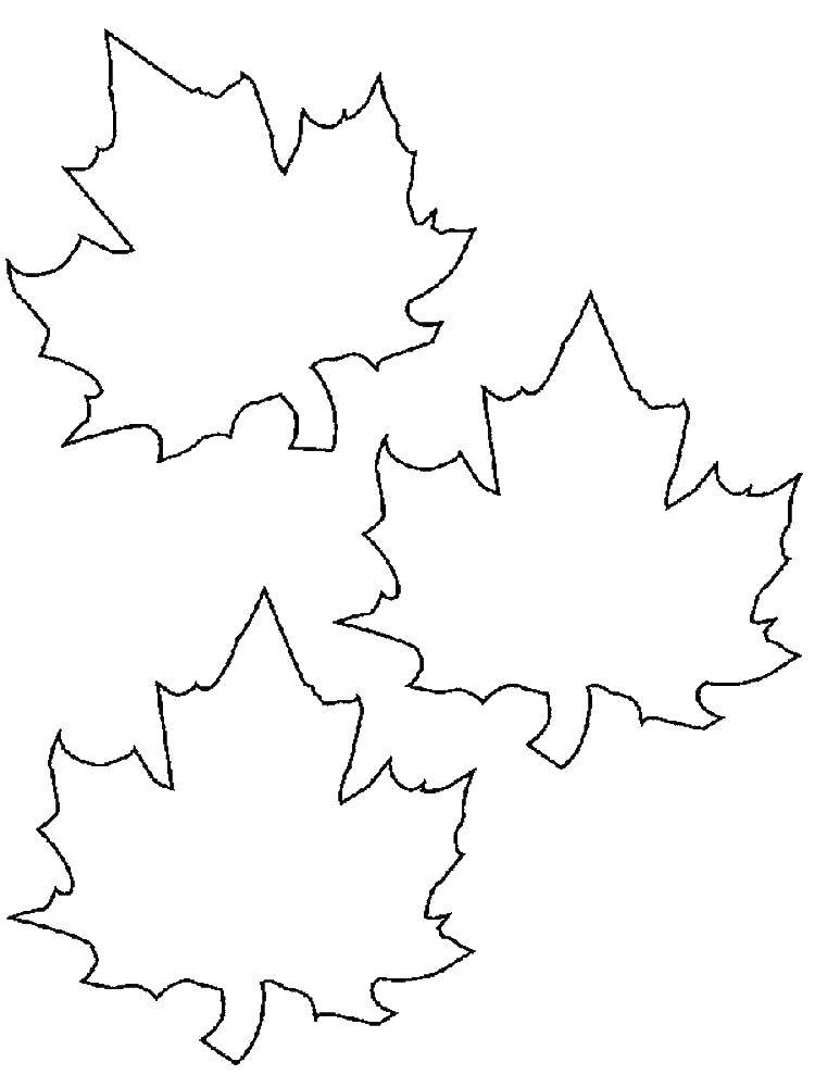 Раскраски контуры для вырезания листья детям  Контуры клиновых листье