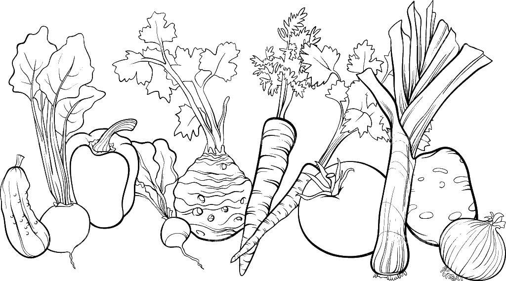 Раскраски овоши морковка капуста картошка лук   Набор овощей. морковь свекла лук редис огурец репа картофель болгарский перец