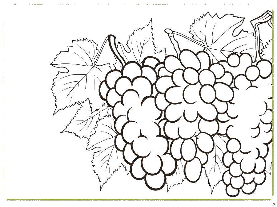  Виноград с листьями
