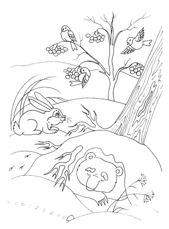 Раскраски для детей Зима, зимушка раскраски для школьников  Медведь спит
