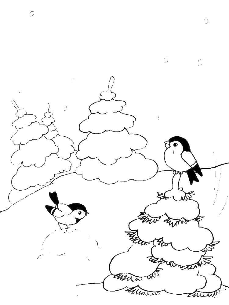 Раскраски зима время года  Воробьи на елке