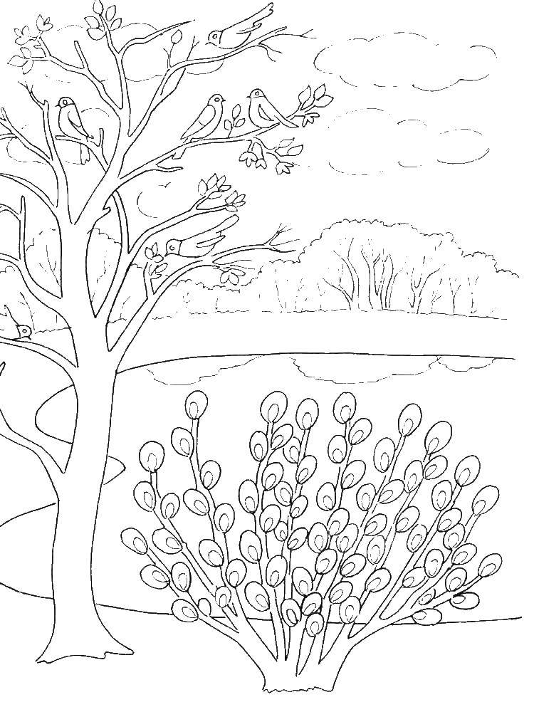 Раскраски весна для детей  Птицы на дереве