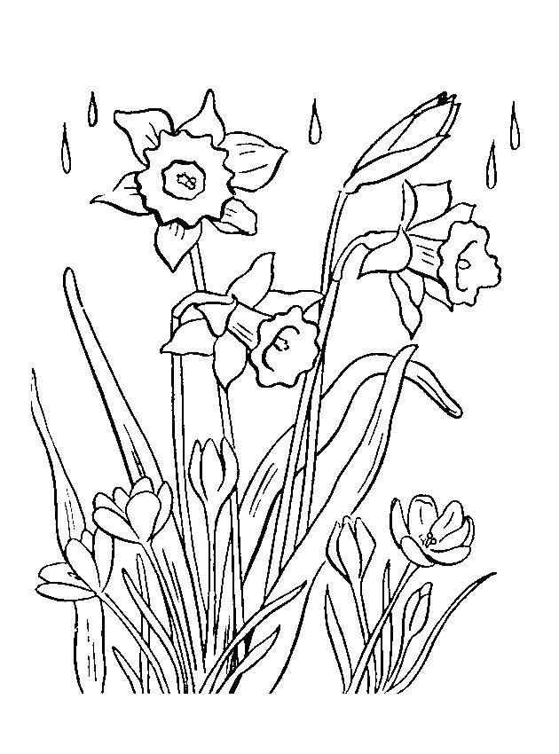 Раскраски весна для детей  Цветы мимоза