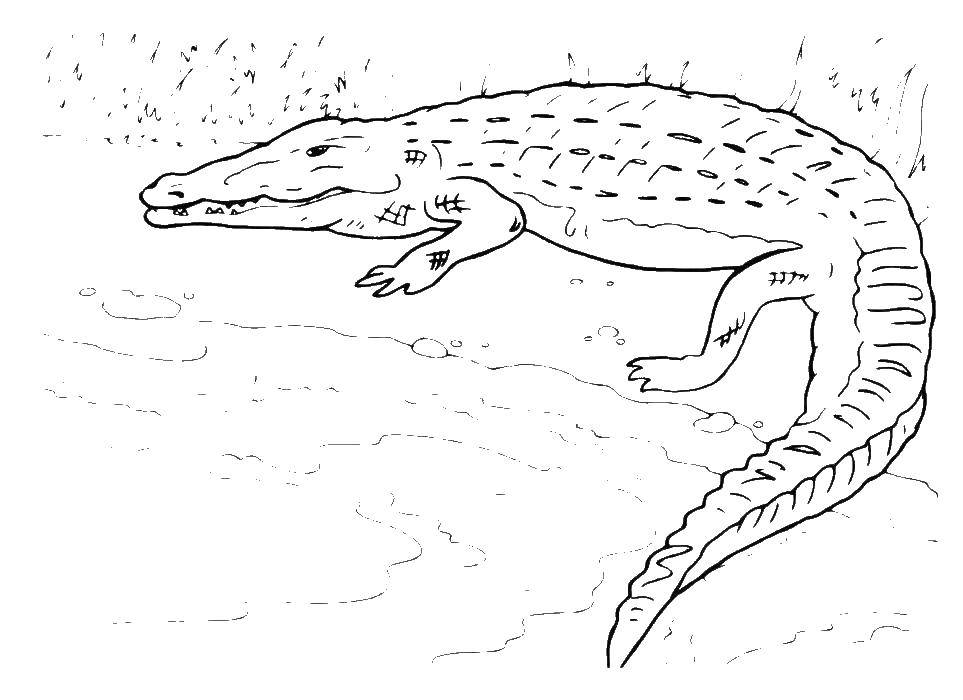 раскраски для детей крокодил крокодильчик мама крокодил детеныш крокодил  Крокодил возле воды