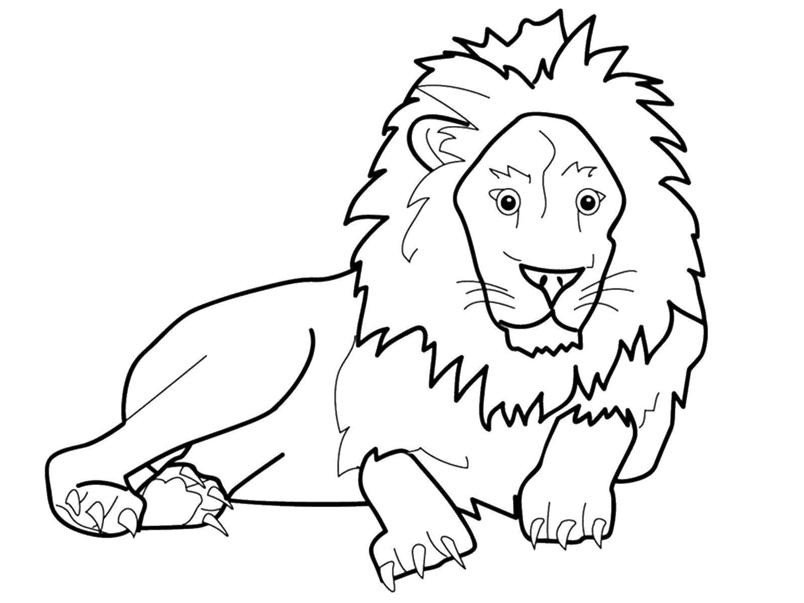 Раскраски про львов, львиц, львят  Лев