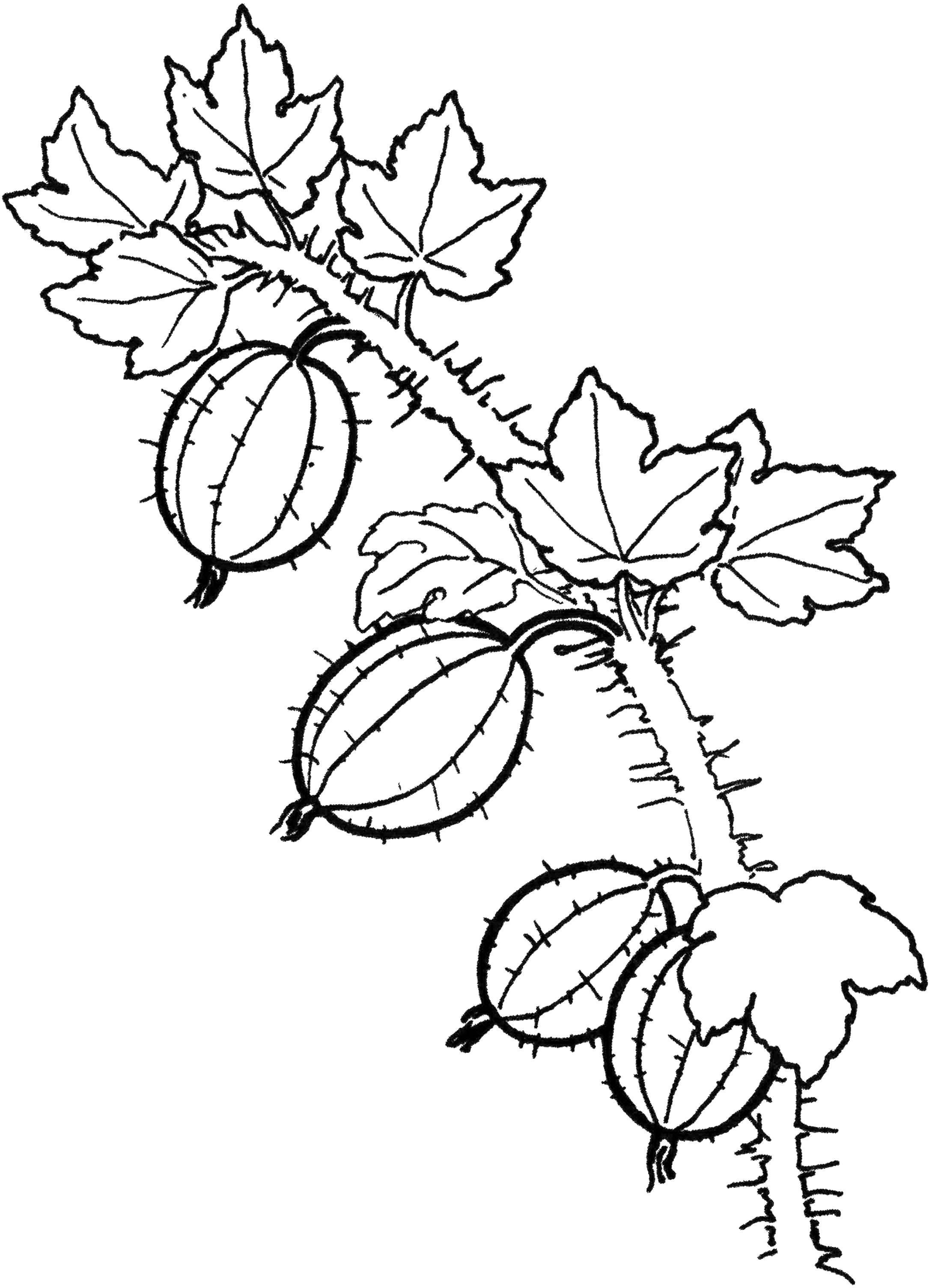 Раскраски ягоды малина вишня арбуз вишня крыжовник  Ягодки