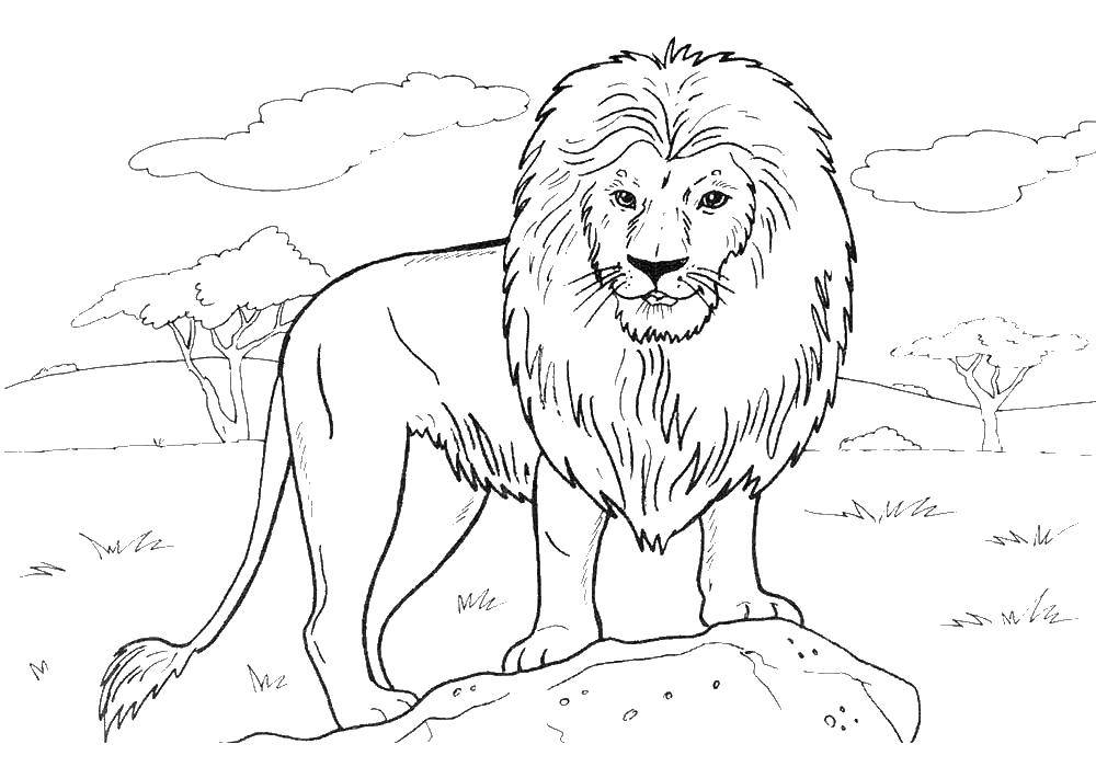  Лев