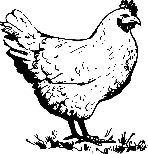 Раскраски птиц курица  петух яйцо цыпленок  Курица