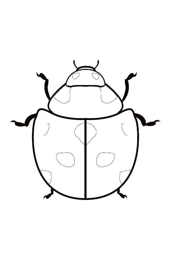 раскраски жуки жучки   Жук