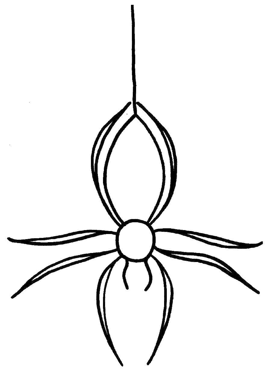 Раскраски пауки паук паучки  Паук