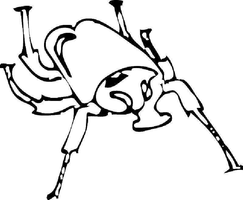 раскраски жуки жучки   Жук