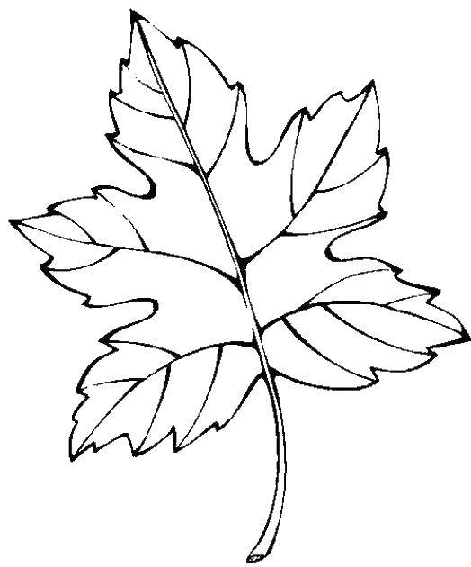  Кленовый лист
