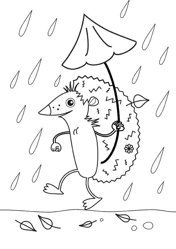 Ёжик прячется от дождя