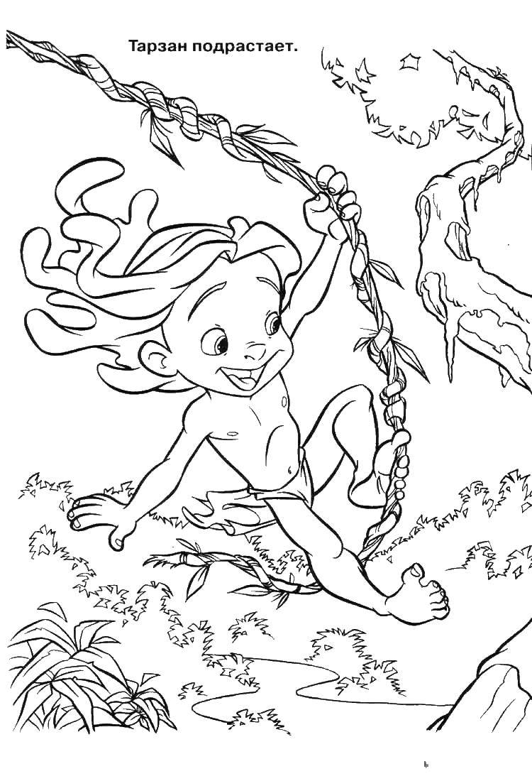 Раскраски для детей про Тарзана  Тарзан на лиане