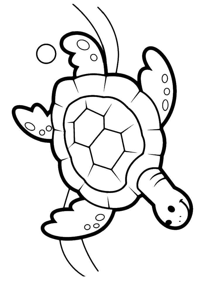 Раскраски Черепаха черепашка  Черепаха