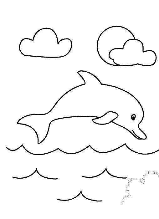 Раскраски дельфины дельфин   Дельфин