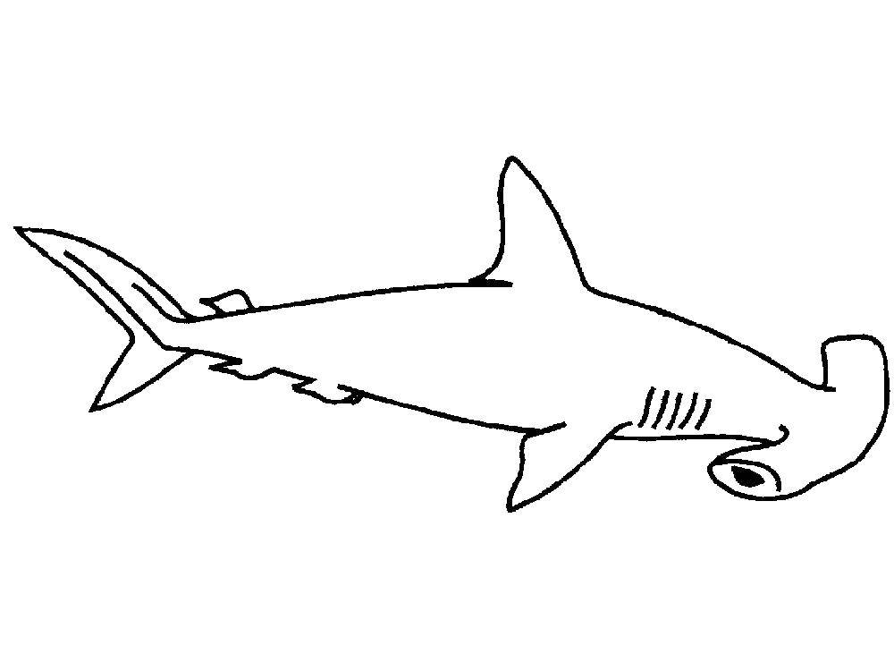 раскраски акула акулы   Акула молот