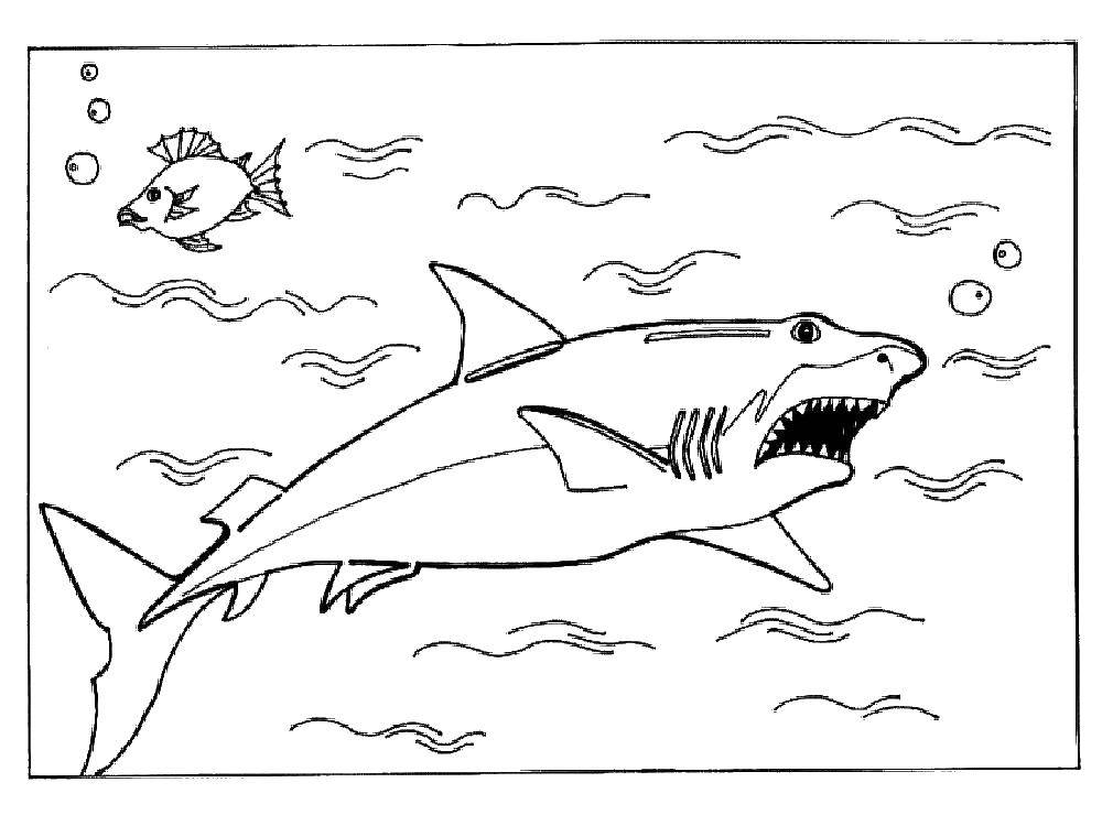 раскраски акула акулы   Акула