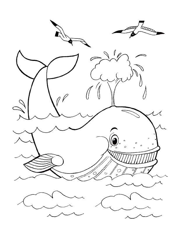 Раскраски киты кит  Кит пускает фонтанчик