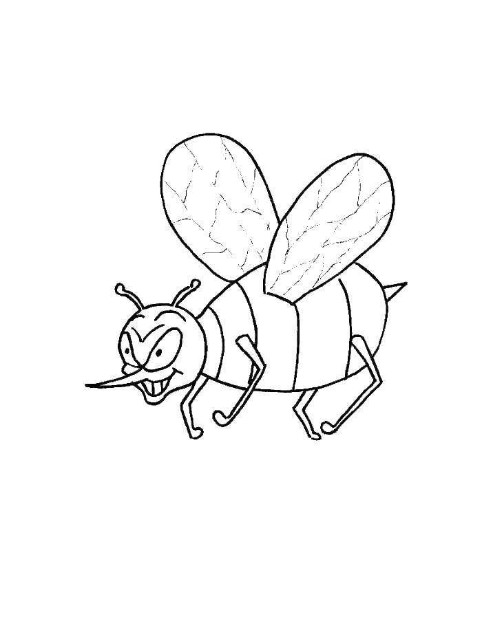 Раскраски пчела пчелы  Пчела