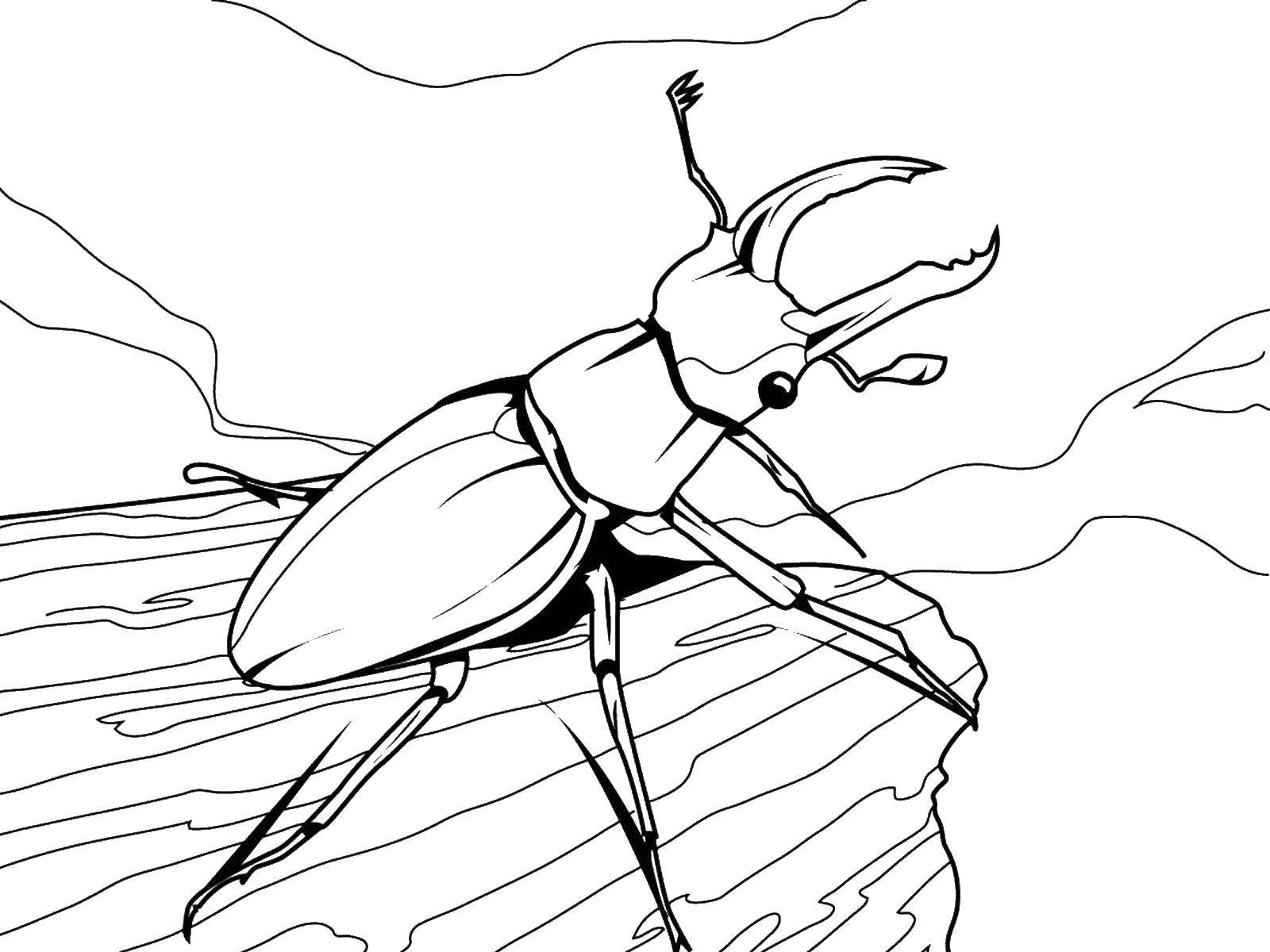 раскраски жуки жучки   Жук носорог