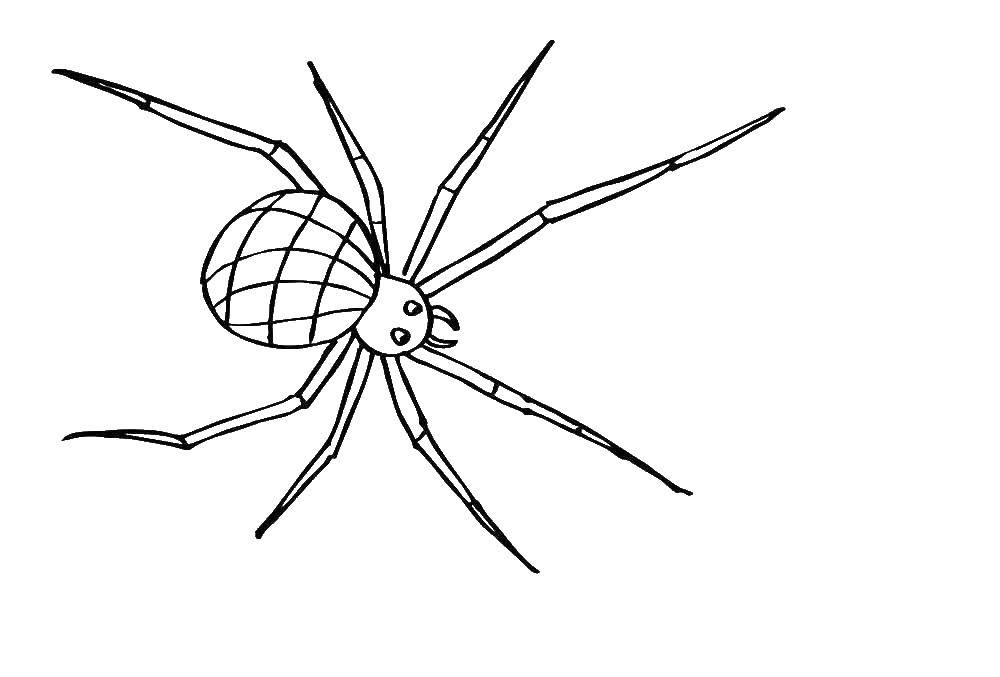 Раскраски пауки паук паучки  Паук