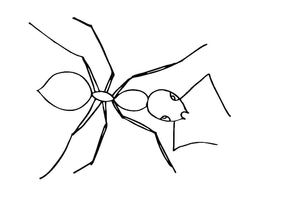 Раскраски муравей муравьи   Муравей