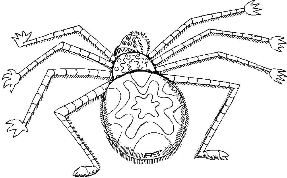 Раскраски пауки паук паучки  Паук