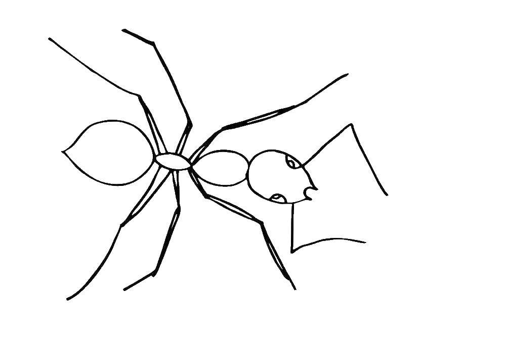 Рисунок муравей раскраска