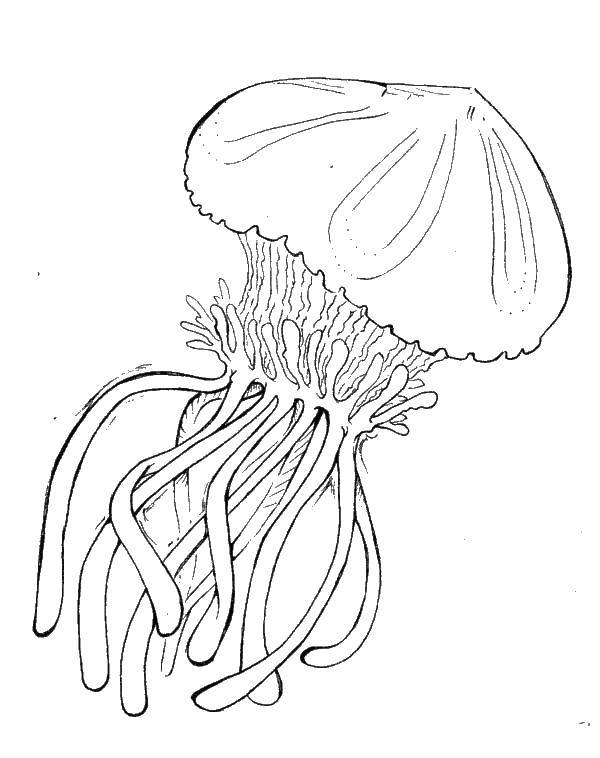 Раскраски медуза медузы  Медуза