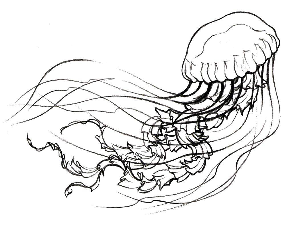 Раскраски медуза медузы  Медуза в океане